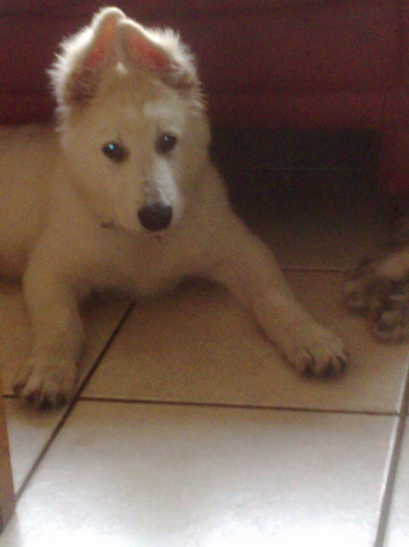 Dieszel 13 weken oud