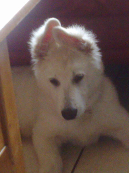 hier ben ik al 13 weken oud 