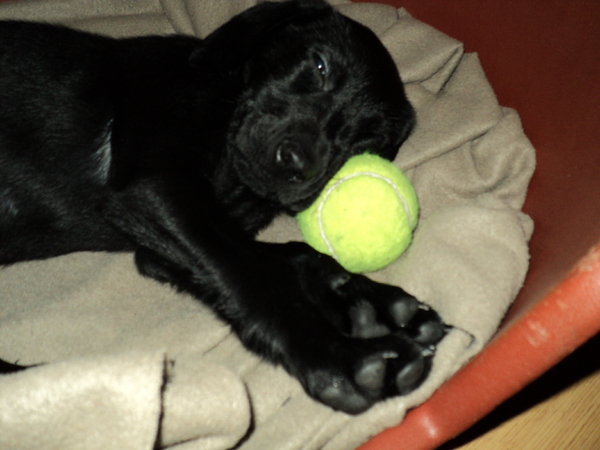 Labrador Retriever