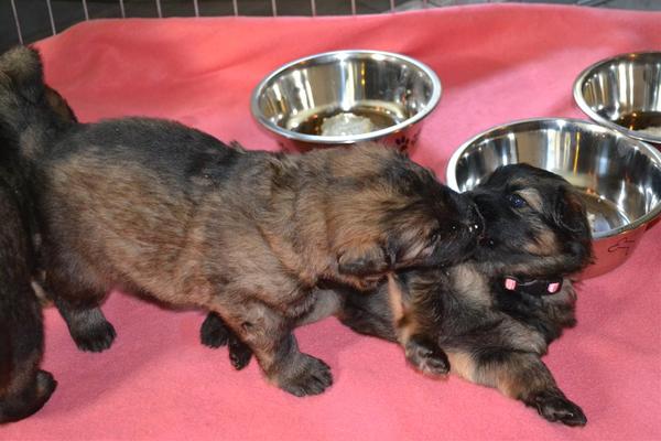 farmerhouserufan, ODH Kennel