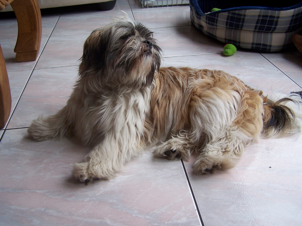 Shih Tzu
