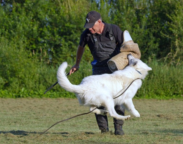 Zwitserse Witte Herdershond