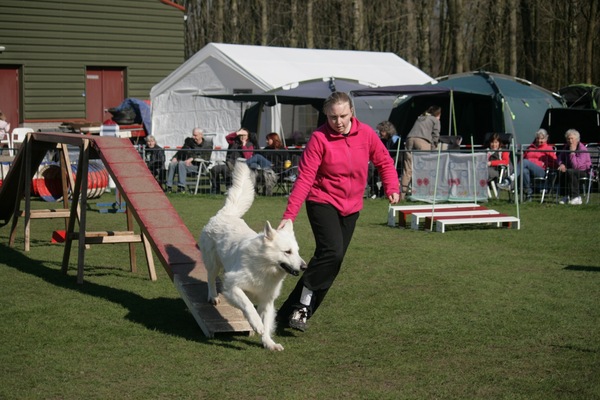 Zwitserse Witte Herdershond