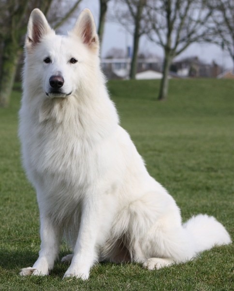 Zwitserse Witte Herdershond