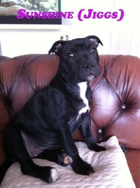 Staffordshire Bull Terrier