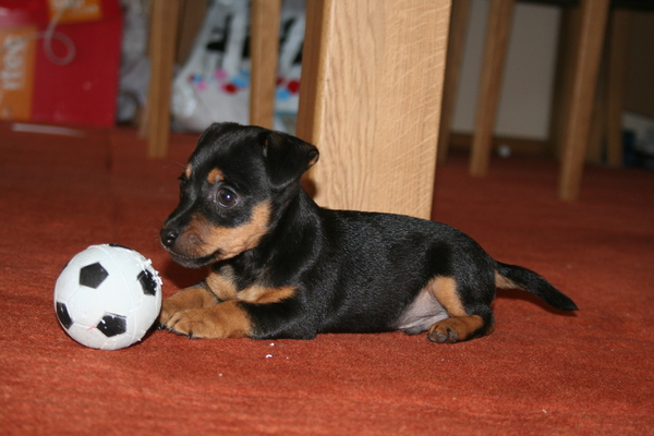 Jack Russell Terrier