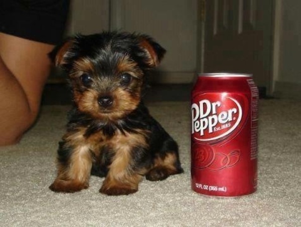 Yorkshire Terrier