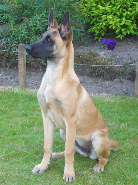 Mechelse Herder
