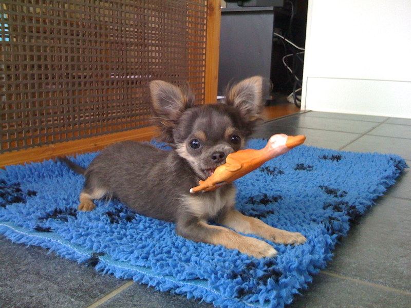 wie moet groot zijn om een eend te vangen??