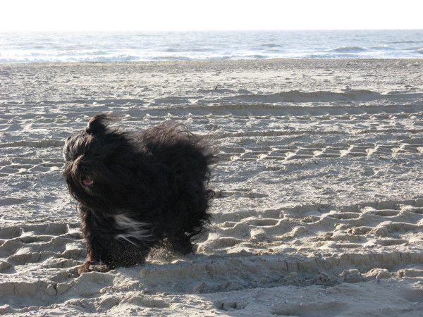 Tibetaanse Terrier