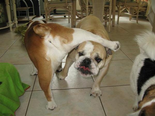 wij kunnen samen een kunstje 