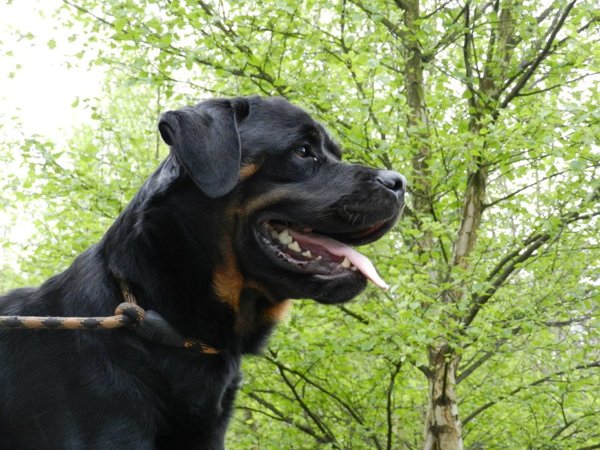 Rottweiler