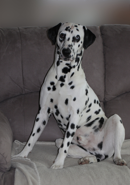 Dalmatische hond