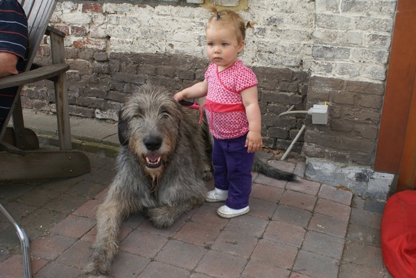 Gaelforce Irish Wolfhounds