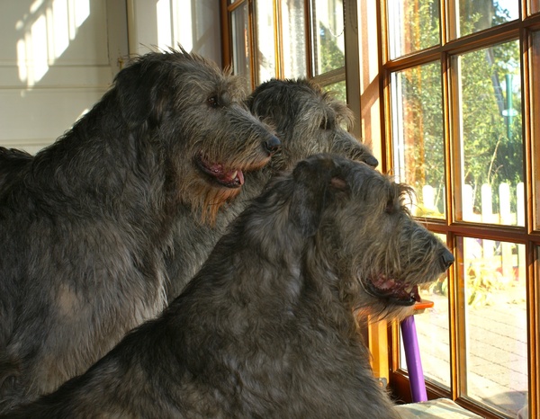 Gaelforce Irish Wolfhounds