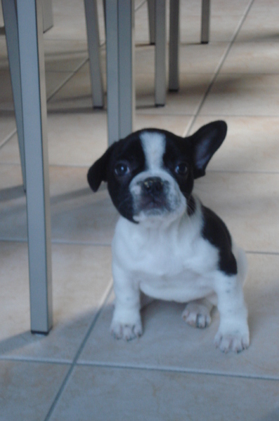 acha acht weken oud..