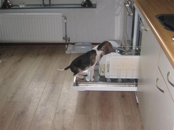 Bailey in de vaatwasser