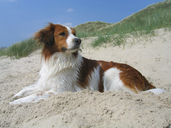 Kooikerhondje