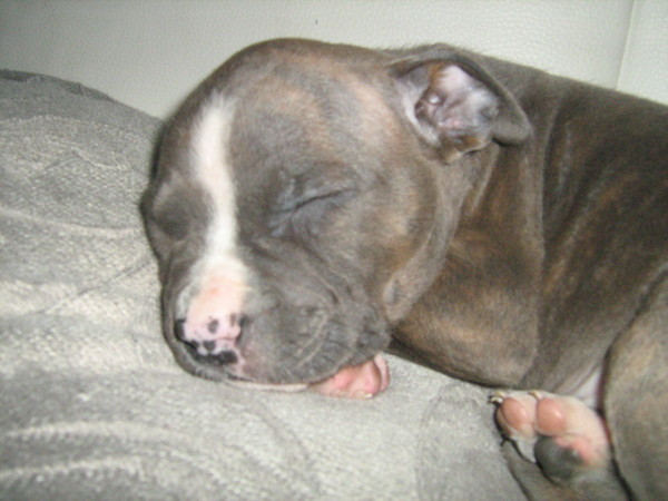 American Staffordshire Terrier