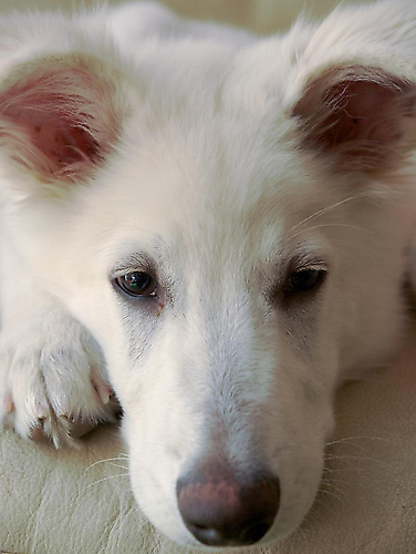 Vrouwtje Rowan ligt heel erg lekker hoor