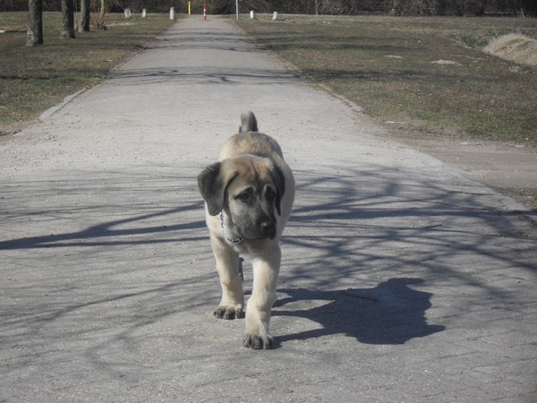 Kangal pup 