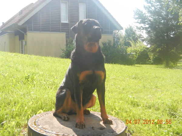 Rottweiler