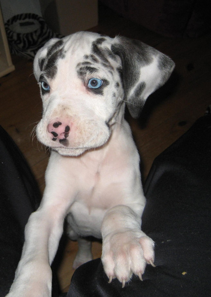 Dubby, Duitse Dog als pup