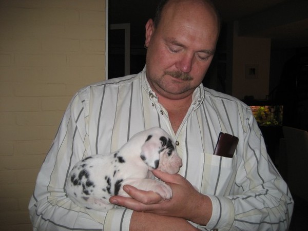 Dubby, Duitse Dog als pup