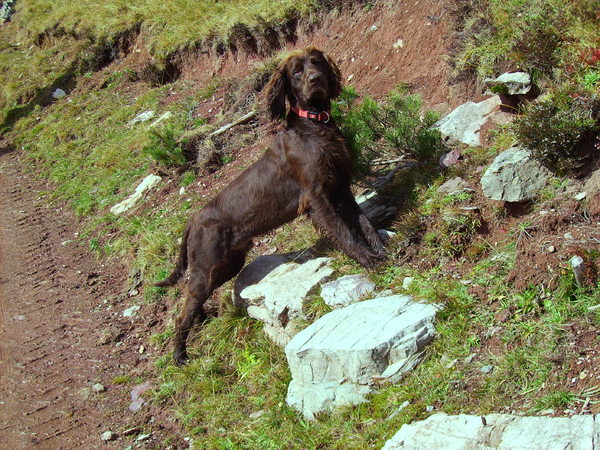 Duitse Staande Hond, Langhaar