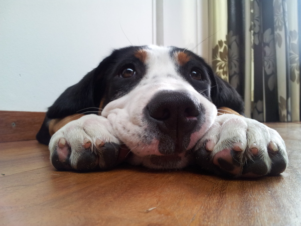 Grote Zwitserse Sennenhond