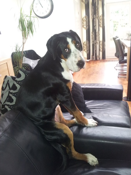 Grote Zwitserse Sennenhond