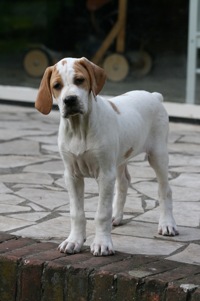 Marjolein Verharen Pointers