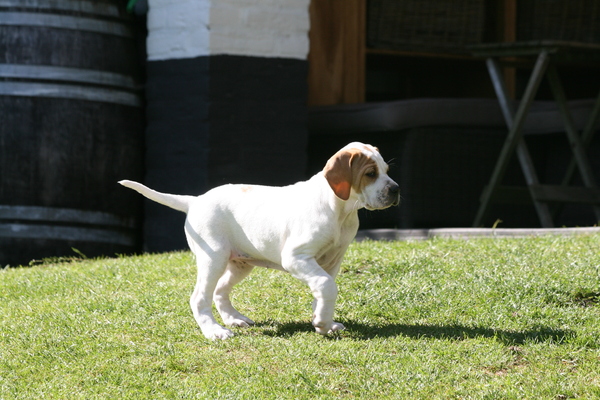 Marjolein Verharen Pointers