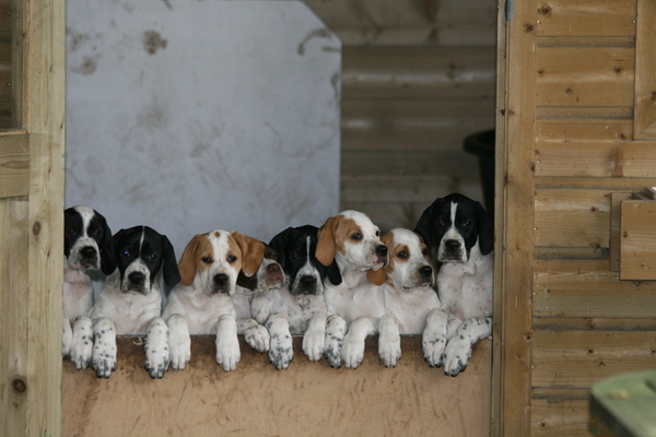Marjolein Verharen Pointers