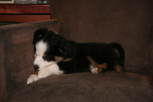 Some Kind of Dreams - Jess's 