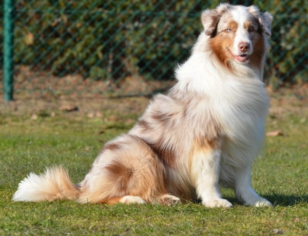 Some Kind of Dreams - Jess's 