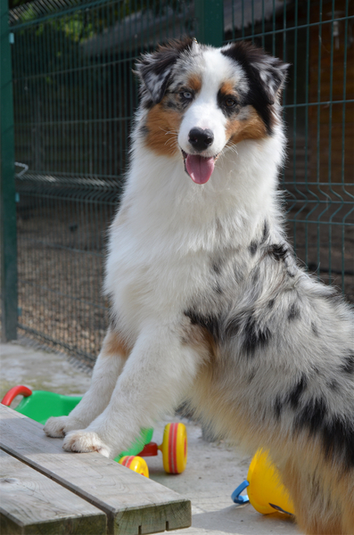 Some Kind of Dreams - Jess's 