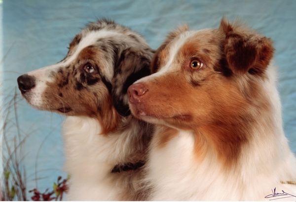 Some Kind of Dreams - Jess's 