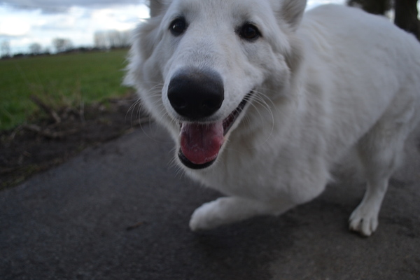 Zwitserse Witte Herdershond