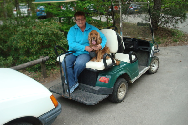 Engelse Cocker Spaniel