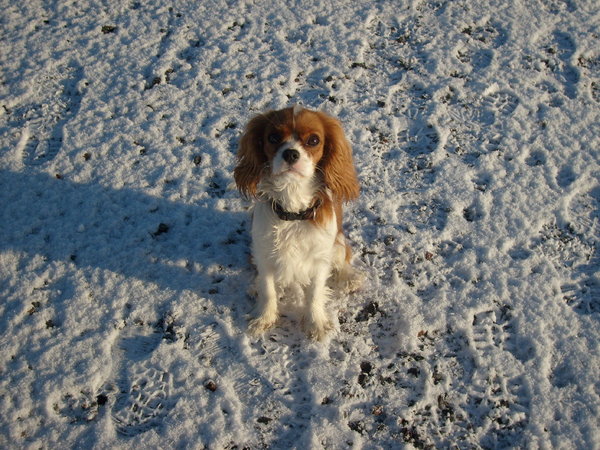 Cavalier King Charles Spaniel