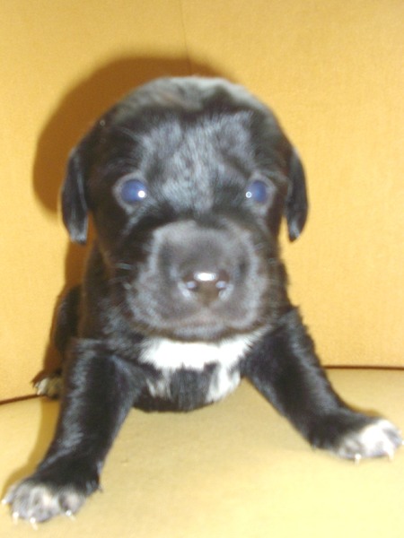 Kimba 18 daagjes oud