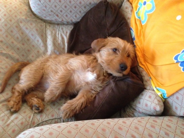 Basset Fauve de Bretagne