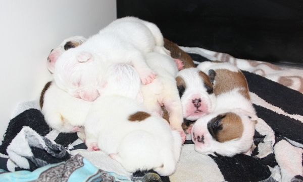 Engelse bulldog kennel 