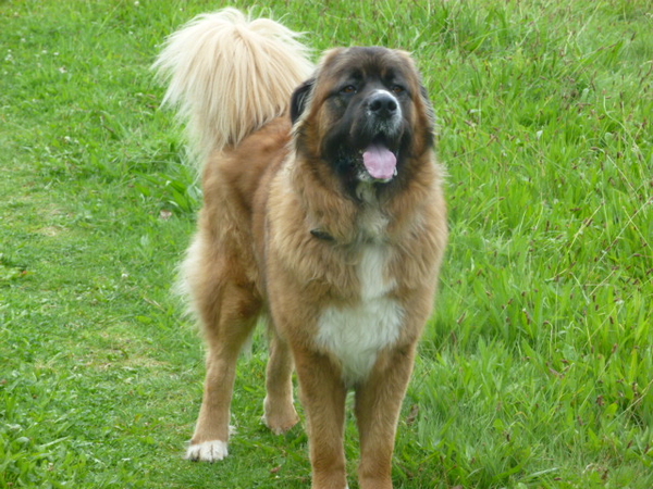 Kaukasische Ovtcharka