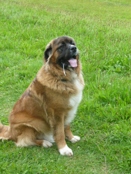 Kaukasische Ovtcharka