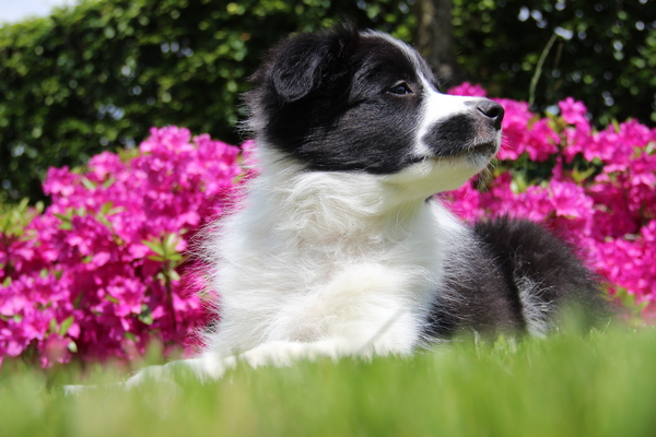 Sky en de roze bloemen! 