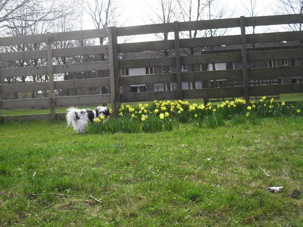 Luna ruikt aan de narcissen