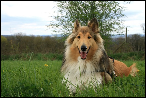 Rivka in de Ardennen