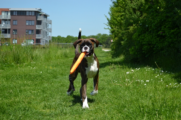 Banjeren met m'n speeltje!